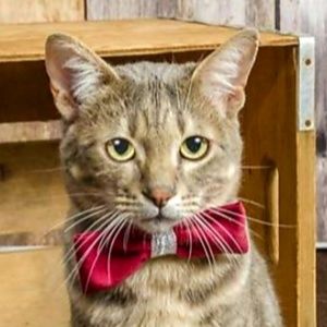 Meet your Posher, Abbie